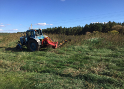 Заросли конопли уничтожили сотрудники полиции в Борисоглебском районе