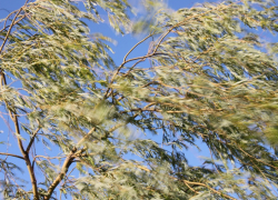 МЧС предупредило жителей Воронежской области об опасном ветре