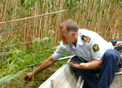 Пробы воды в реке Савала Новохоперского района не подтвердили версию об отравлении водоема