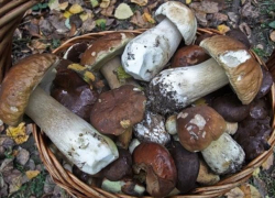 В Воронежской области восемь человек отравились грибами