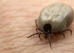 Клещи заразили четырех жителей Воронежской области болезнью Лайма