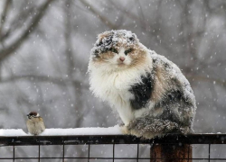 В Новогоднюю ночь в Борисоглебске ожидается не очень новогодняя погода