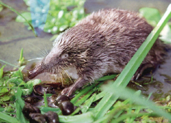 Новохопёрский заповедник объявил конкурс рисунков выхухоли