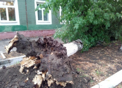 В Борисоглебске многолетняя береза рухнула на здание школы-интерната