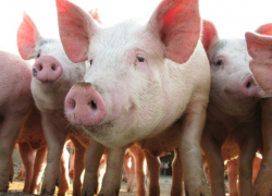 В Поворинском районе зафиксирована вспышка африканской чумы свиней