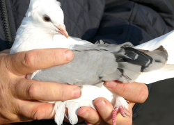 Выставка голубей прошла в Борисоглебске