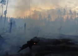 Полицейские назвали причину крупного лесного пожара в Воронежском заповеднике