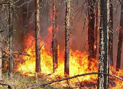 Под Борисоглебском огонь уничтожил 19 га пастбищ и 8га хвойного леса