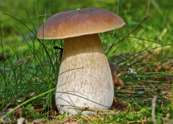 В Воронежской области в 2023 году от ядовитых грибов умерло 4 человека