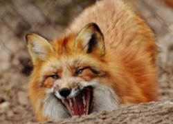 В Воронежской области возросло количество бешеных животных