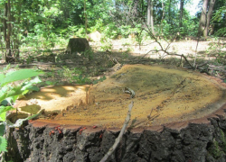 В Борисоглебске возбудили уголовное дело в отношении селянина, срубившего дуб