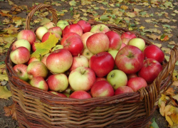 «Пришел Яблочный Спас – ушло лето от нас». 