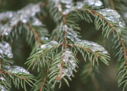 Как выбрать новогоднюю елку рассказали в региональном  Роспотребнадзоре 