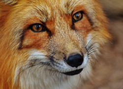 Воронежскую область признали неблагополучной по бешенству