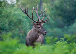 Благородный олень – жемчужина российской фауны вернется в ареал своего обитания в Борисоглебском округе