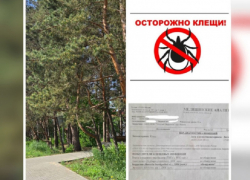 Зараженный боррелиозом клещ укусил ребенка в Воронежской области 