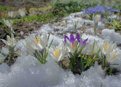 Когда в Воронежскую область придёт полноценная весна, рассказали синоптики