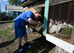 Раскулачивание по-единороссовски: владельцев личных подсобных хозяйств обяжут покупать патенты