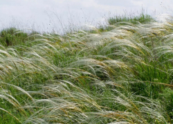 В Воронежской области появится новый природный заказник