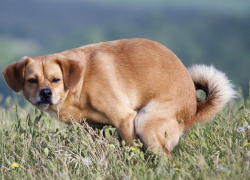 С 2021 года на российских пляжах запретят присутствие животных