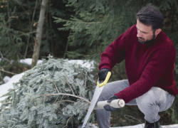 Как правильно утилизировать ёлки после новогодних праздников, рассказали жителям Воронежской области