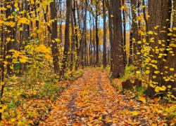 Грибная погода ожидает борисоглебцев на выходных