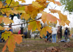 Более 100 тысяч человек вышли на региональный субботник в Воронежской области