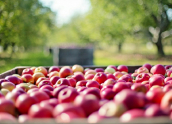 Бабье лето придет в Воронежскую область уже в пятницу