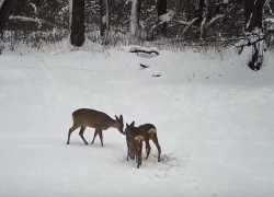 Добывающих воду косуль сняли камеры Воронежского заповедника