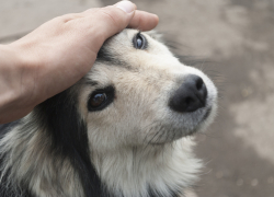 Пять случаев тяжелого паразитарного  заболевания  зарегистрировано в Воронежской области