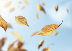 Желтый уровень погодной опасности из-за сильного ветра объявили в Воронежской области 