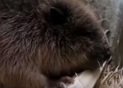В Воронежском заповеднике аппетитно хрустящий поленом бобр растрогал жителей региона