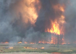 На территории Воронежской области заполыхали ландшафтные пожары
