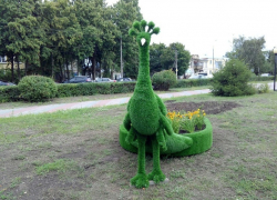 Цветочных павлинов подарили борисоглебцам местные фермеры