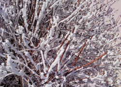 Стало известно, когда выпадет полноценный первый снег в Воронежской области