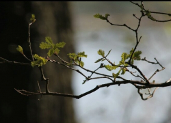  На две недели раньше обычного в Воронежской области началась «зеленая весна» 