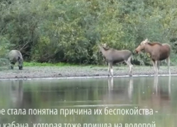 Кто самый крутой на водопое выяснили звери в Хопёрском заповеднике