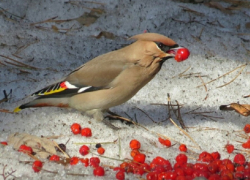 Воронежские специалисты опровергли миф о «птичьем запое»