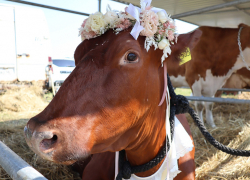 Самую красивую корову выбрали в Черноземье