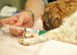 В ветеринарных аптеках Воронежской области продавали некачественные лекарства