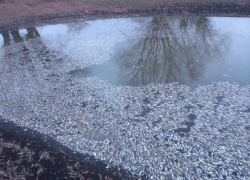 Поверхность одного из водоемов в Борисоглебском районе заволокло мертвой рыбой