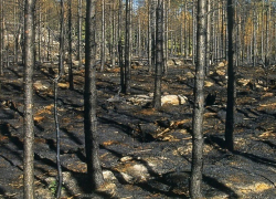 В Новохопёрском лесничестве уберут более 200 гектаров горельника