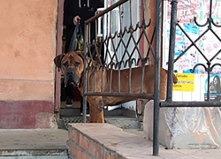  С 24 июня в России вводят штрафы для безответственных владельцев животных.