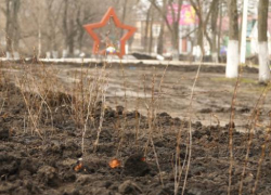 В сквере Борисоглебска неизвестные выкопали 15 кустов кизильника, посаженных на городском субботнике