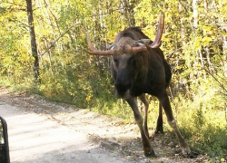 Специалисты Хоперского заповедника предупредили грибников об опасности встречи с лосями
