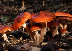 В лесах Воронежской области начался грибной бум