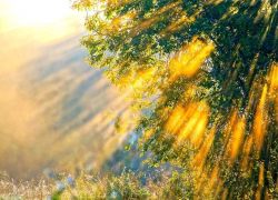 На новой неделе борисоглебцев ждет солнце и тепло