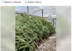 Почем елки? В Борисоглебске началась торговля «зеленым товаром»