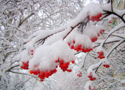 Какая погода ждет борисоглебцев в новогодние каникулы