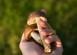 Жителей Воронежской области могут привлечь к уголовной ответственности за сбор некоторых грибов